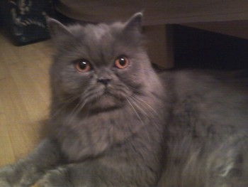 Зображення