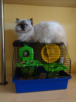 Зображення