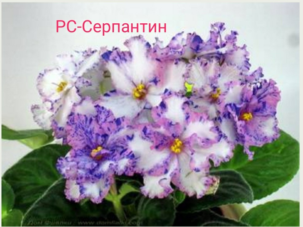 фото и описание фиалки рс аттракцион голове