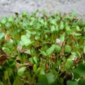 Семена микрозелени Льна оргаческого 30 г (гарантия качества до 10.10.2026)