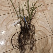 Саджанці троянд чайно-гібридних (мікс) - 5 шт. в лоті (читайте опис!)