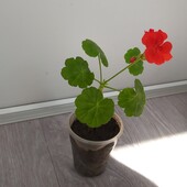 Пеларгония(герань и он же калачик) красный