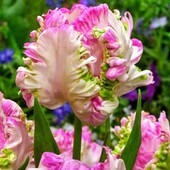 Безкоштовна доставка! Пора садити! Великі цибулини тюльпанів! Голандія!