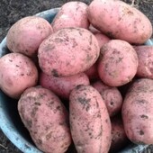Насінна картопля 40 днів