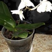 Орхидея в активном росте.