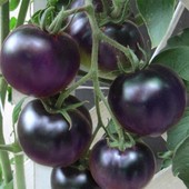 Семена томата Синий солнечный свет. сорт из США. Вкусные синие плоды!