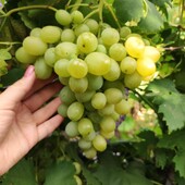 Саджанці винограду комплексно-стійкі сорти