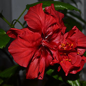 Черенок китайская роза-синенсис (Гибискус)