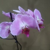 Орхидея фаленопсис.Сорт Sacramento.Цветок примерно 10,5 см.