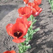 Червоні тюльпани!!! В лоті 6 цибулин з цвітом!!!