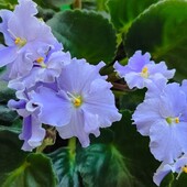 Блакитна фіалка, активно цвете