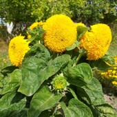 Розсада квітів - декоративний соняшник лот 1шт