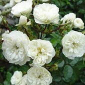 Роза бордюрная Грин Айс (Green Ice)Черенок вкорінений , вже цвіте!!(фото 3-4)