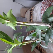 Саджанець орхідеї Дендробіум