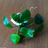 Акваріумна рослина anubias (анубіас)