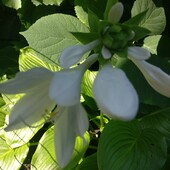 Хоста подорожниковая (Hosta plantaginea)