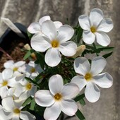 Oxalis Pardlis White