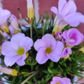 Oxalis Flava Pink Form