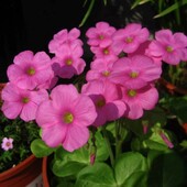 Oxalis Bowiei