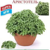 Арістотель компактний грецький базилік. Ідеальний для підвіконня і балкону.