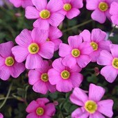 Oxalis high pink