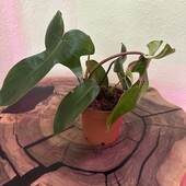 Філодендрон Флоріда Грін, Philodendron Florida green