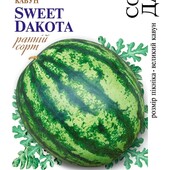 Кавун Солодка Дакота. Плодоносить через 60 днів після сходів.