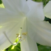 Хоста подорожниковая (Hosta plantaginea)