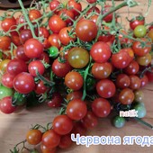 Iva's Red Berry (Червона ягода іви )