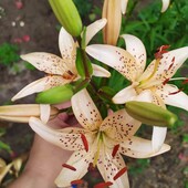 Лілія сортова