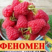 Малина "Феномен"