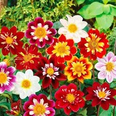 Садові низькорослі (бордюрні) однорічні жоржини, лот 1шт.