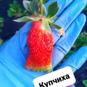 Полуниця "Купчиха". В лоті 10 шт