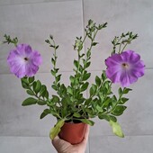 Садова рослина петунія кущова лот 1шт