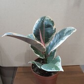 Фикус. Сорт Белиз.