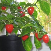 перец комнатный разноцветный капсикум, стручковый , отросток 1 шт.