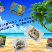 ПеРеДеРжКа мелких домашних животных / Днепр