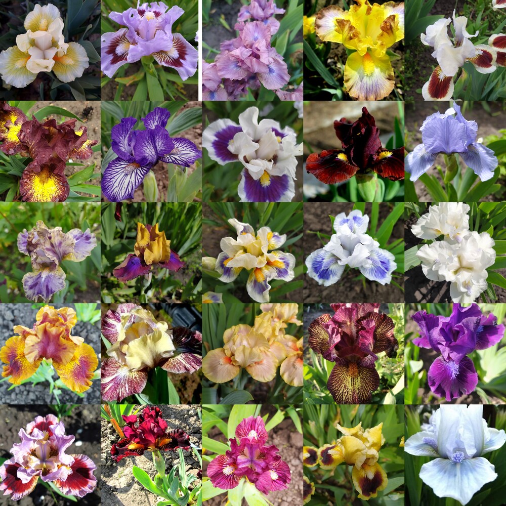Фото №1