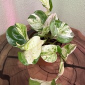Епіпремнум Манжула варієгатний, Epipremnum Manjula variegated