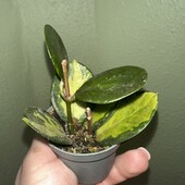 Хойя Карноса Триколор (Hoya Carnosa Tricolor)