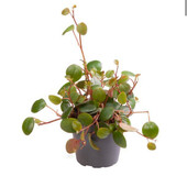 Пеперомія Пепперспот (Peperomia Pepperspot)