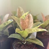 Фікус Муншайн (Ficus El Moonshine)