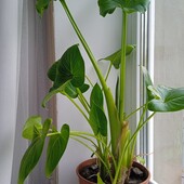 Калла біла діточки