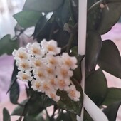 Хойя лакуноза.