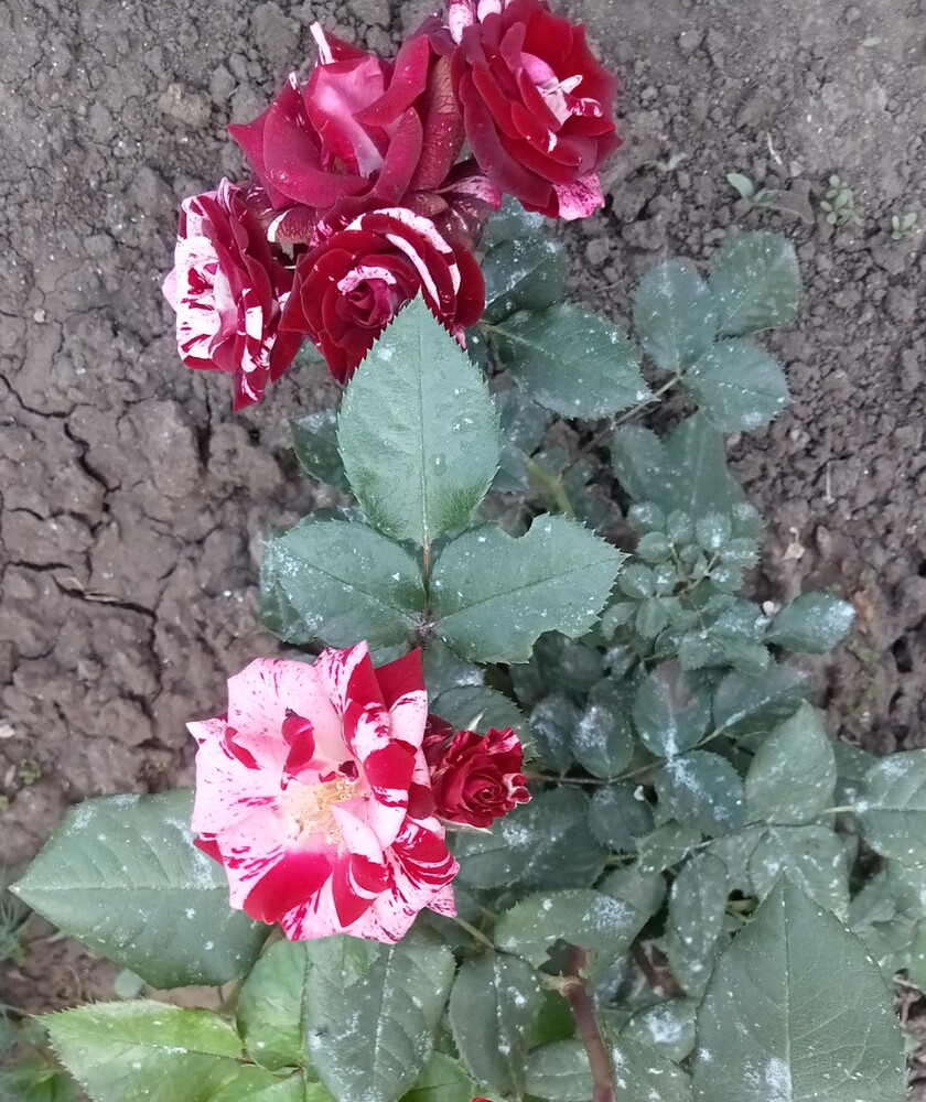 Фото №2