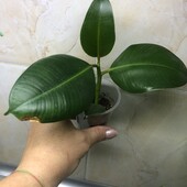 Фікус молодий кущик