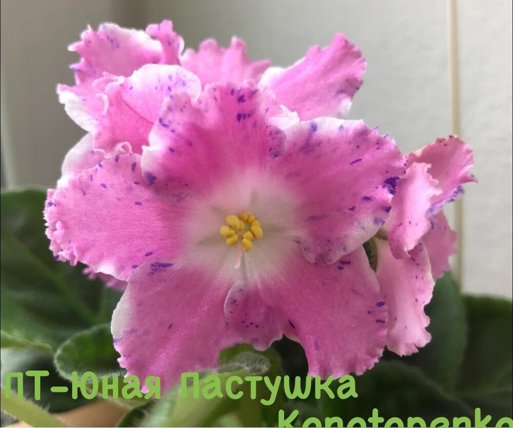 Фото №1
