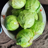 Капуста молода лот 5 кг