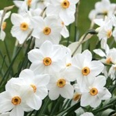 Білі нарциси. Цибульки-дітки 20 шт