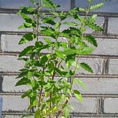каріоптеріс Kew Blue, 2,5 річн.  у горщику 1л